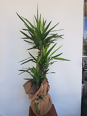 3 L�  Yukka 