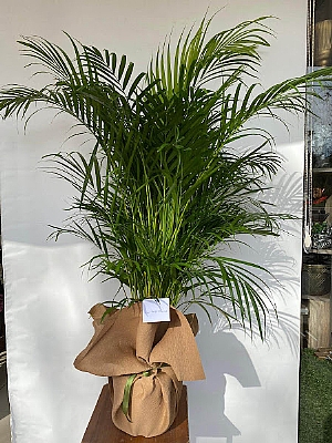 Areka  Palmiyesi