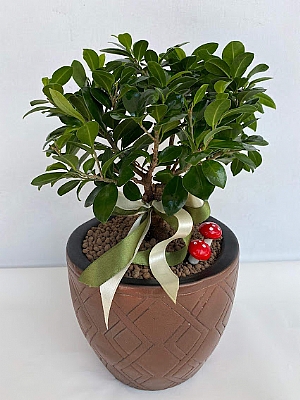 Bonsai