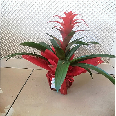 Guzmania  Saksi  �i�ek