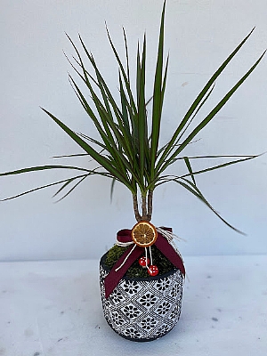 Marginata  Tekli
