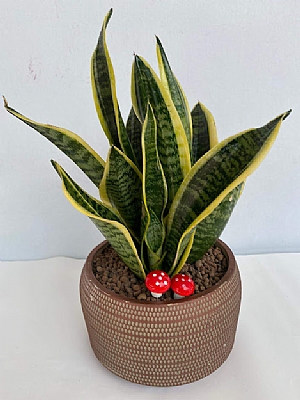 Sanseveria